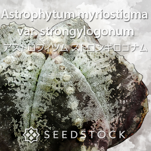 種子] アストロフィツム ストロンギロゴナム Astrophytum myriostigma