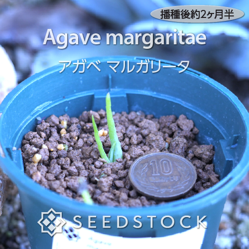 種子] アガベ マルガリータ Agave margaritae｜多肉植物 初心者向け