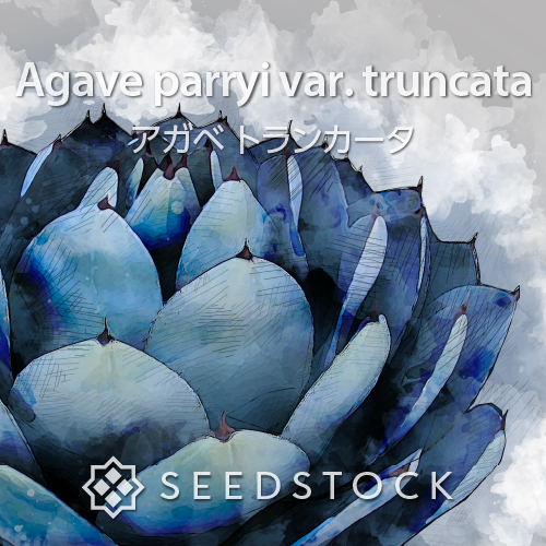 種子] アガベ パリー トランカータ Agave parryi var. truncata