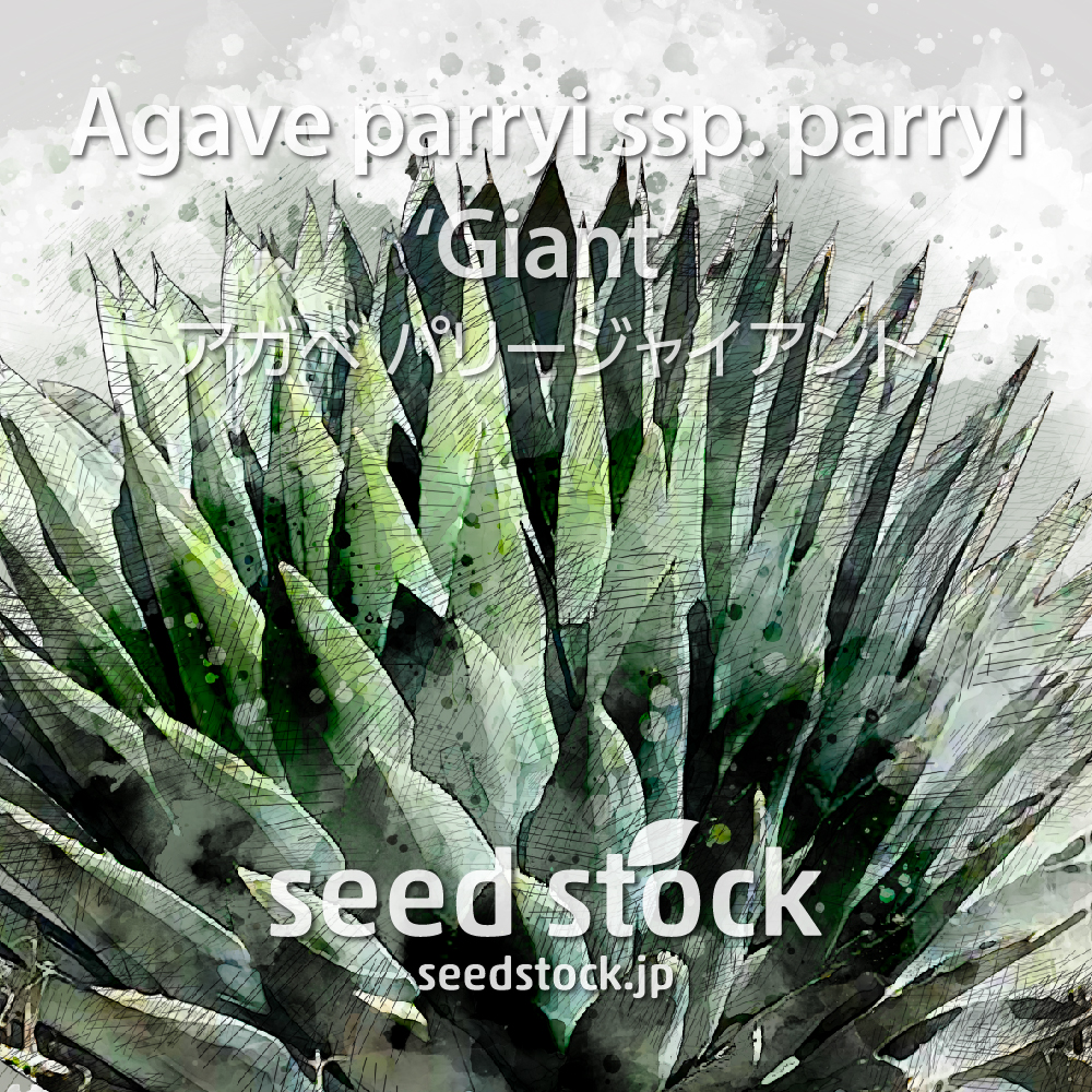 種子] アガベ パリー ジャイアント Agave parryi ssp. parryi 'Giant