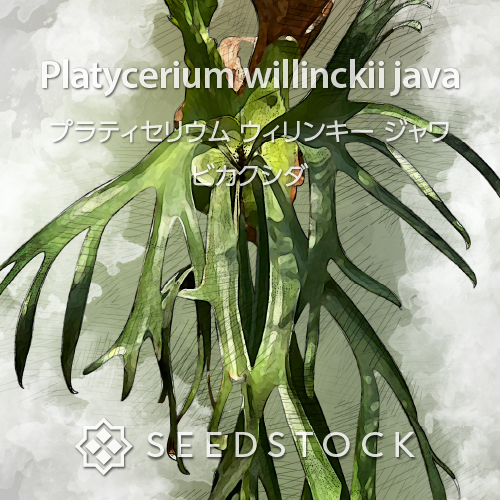 種子/胞子] ビカクシダ エスエスフーン Platycerium ss foong