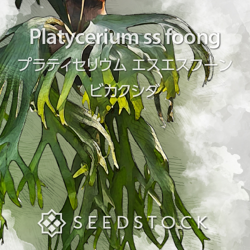 種子/胞子] ビカクシダ エスエスフーン Platycerium ss foong