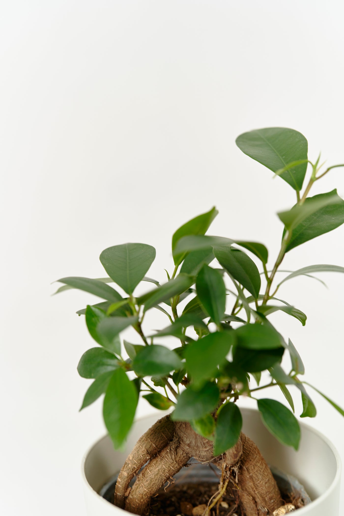 ガジュマルS – 西和造園