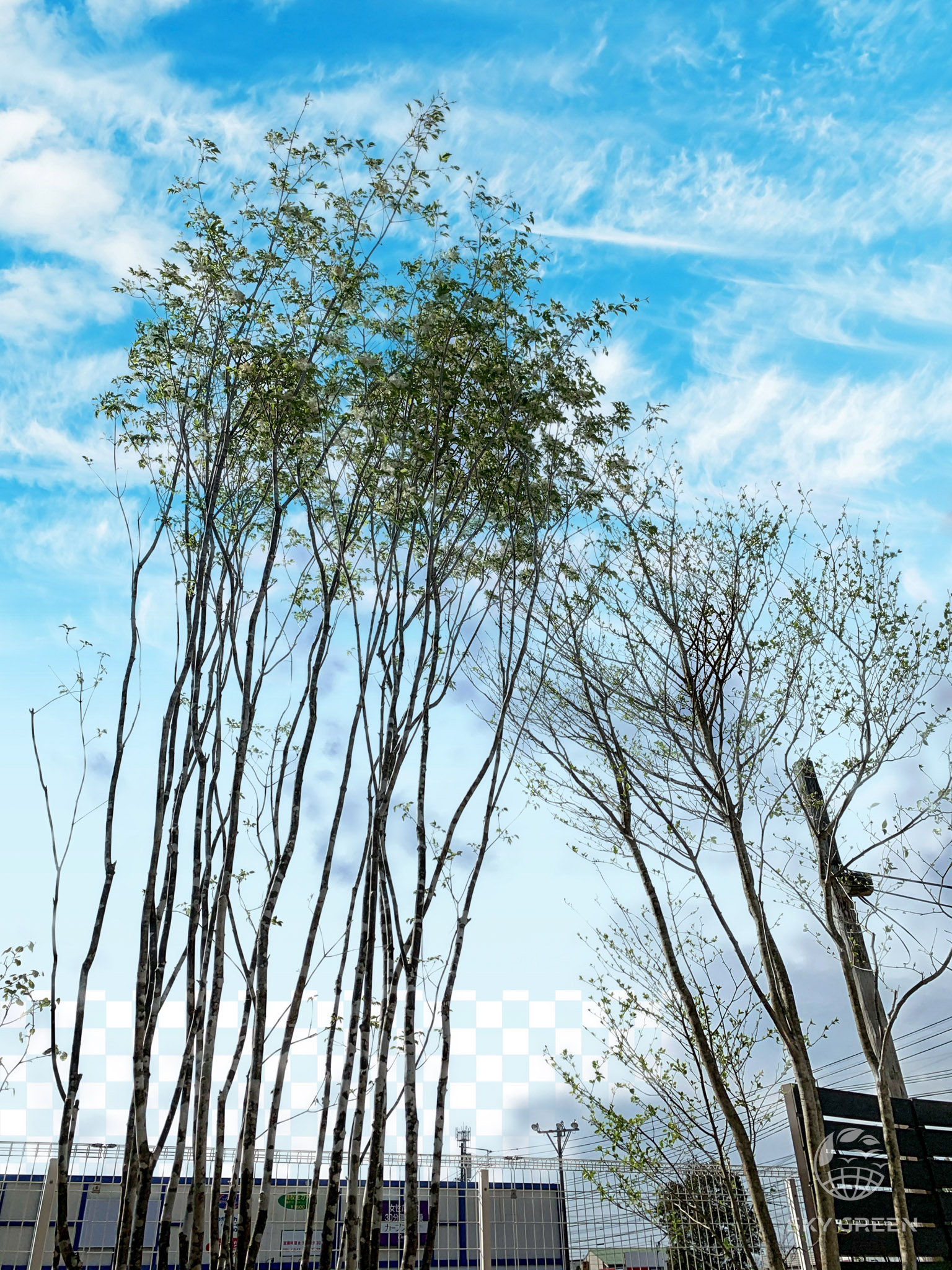 山採りアオダモ。 楽天市場】【現品】山採り【アオダモ】株立ち 自然風樹形