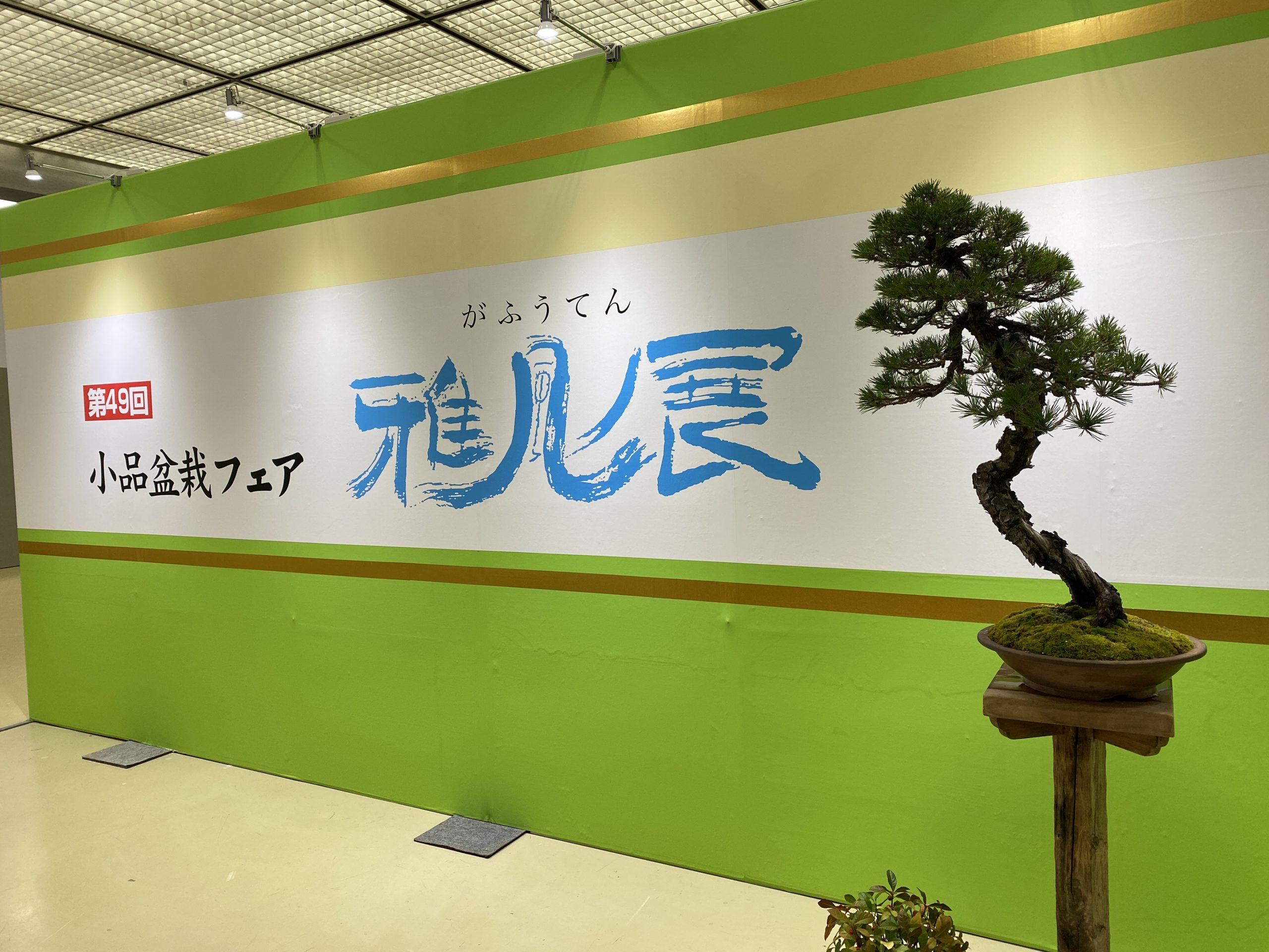 第49回雅風展会場風景 - 公益社団法人全日本小品盆栽協会