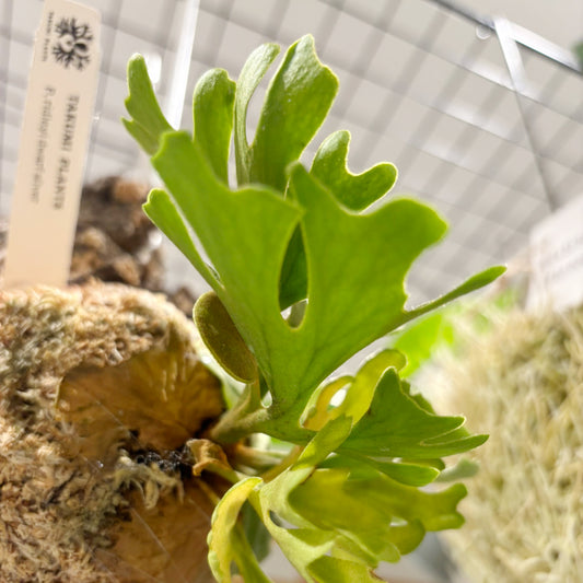 コウモリラン】小型｜ビカクシダ・リドレイ・ドワーフシルバー コルク