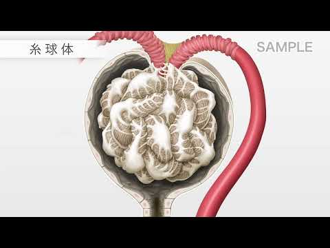 目で見る病気 第3版 [Vol.13] 腎・泌尿器・生殖器系の疾患 – 医学映像