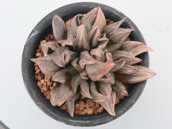 多肉植物・サボテン販売～PICO庵～ / ハオルチア属 アトロフスカ