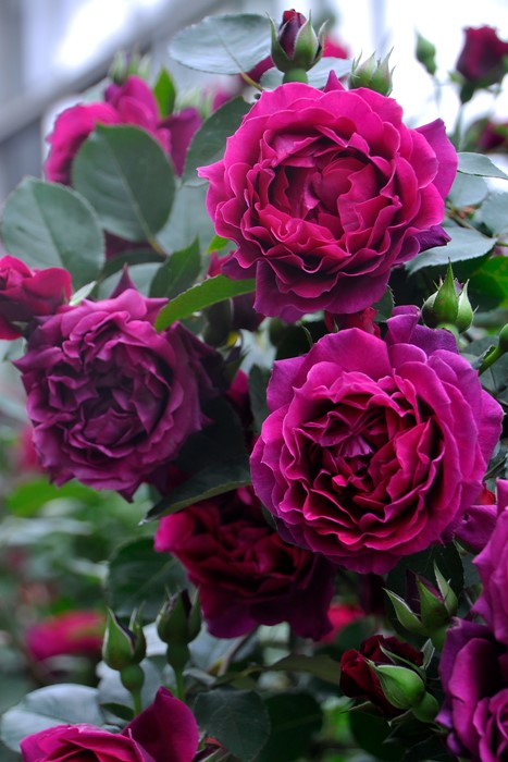 楽天市場】【冬季大苗】バラ苗 ルクソール 国産苗 6号鉢植え品［農林