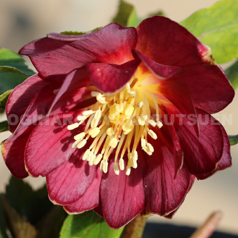 楽天市場】クリスマスローズ 多弁ダブル アプリコット ピコティ系 大苗