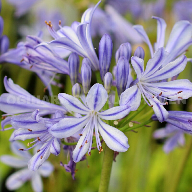 楽天市場】アガパンサス 'バック イン ブラック' : おぎはら植物園