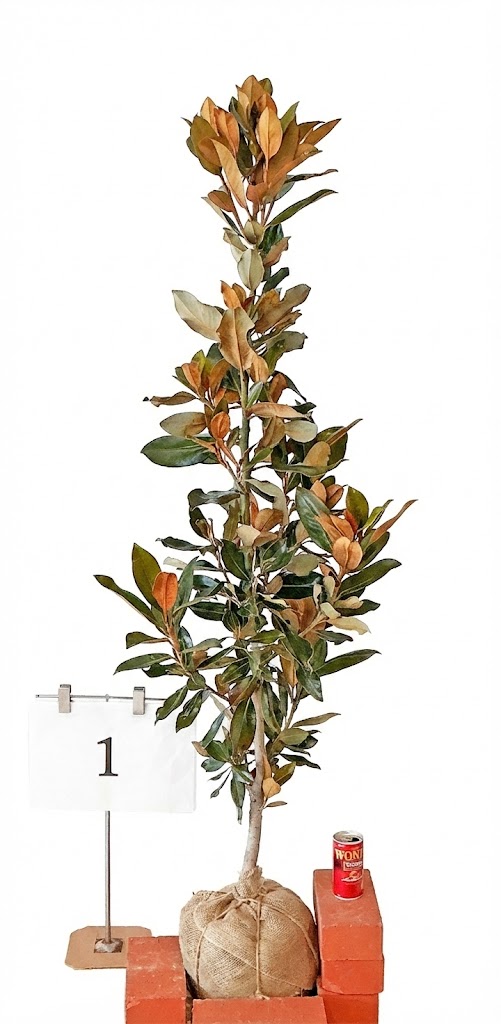 楽天市場】タイサンボク 苗 【リトルジェム （矮性）】 幼苗 泰山木