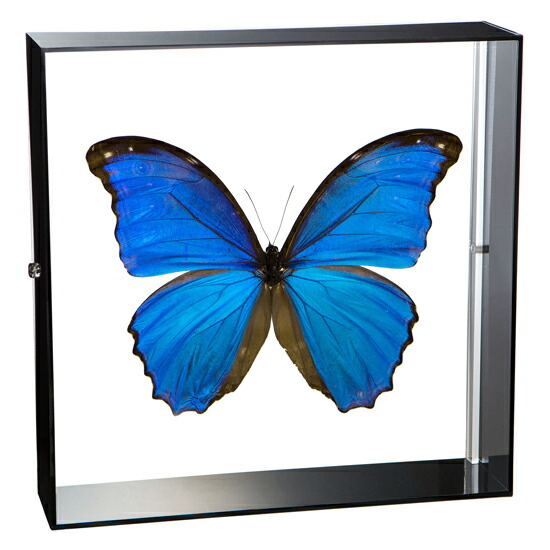 楽天市場】昆虫標本 蝶の標本 アナクシビアモルフォ アクリルフレーム