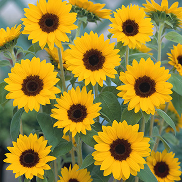 ひまわり・F1サンリッチ マンゴー50| 種・苗・ガーデニング用品の