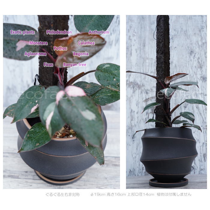 陶器鉢 植木鉢 ミニポット 底穴あり 皿付 ループ φ19cm プランター