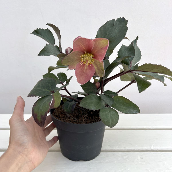 クリスマスローズ 原種（花の苗）｜苗 | 花、ガーデニング のおすすめ