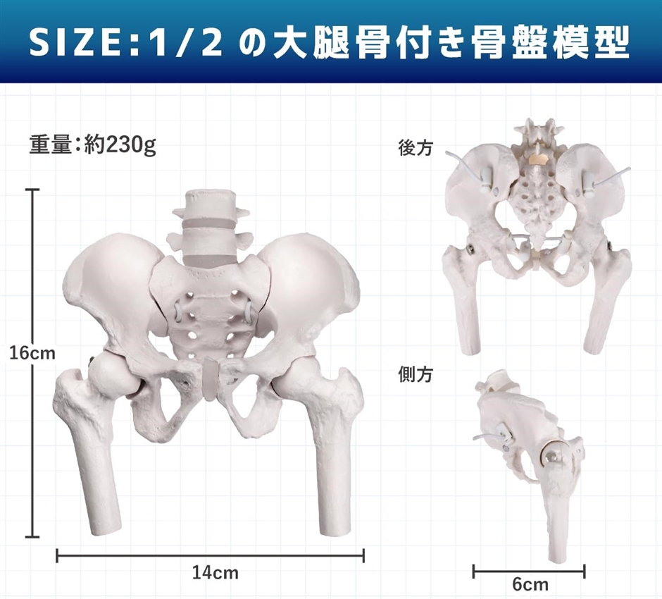 グイッと動かせる大腿骨付きミニ骨盤模型 人体模型 骨模型 理学療法士