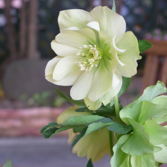 アンジェリエ 八重咲きクリスマスローズ 3号ポット 苗 爆買 : 苗木部