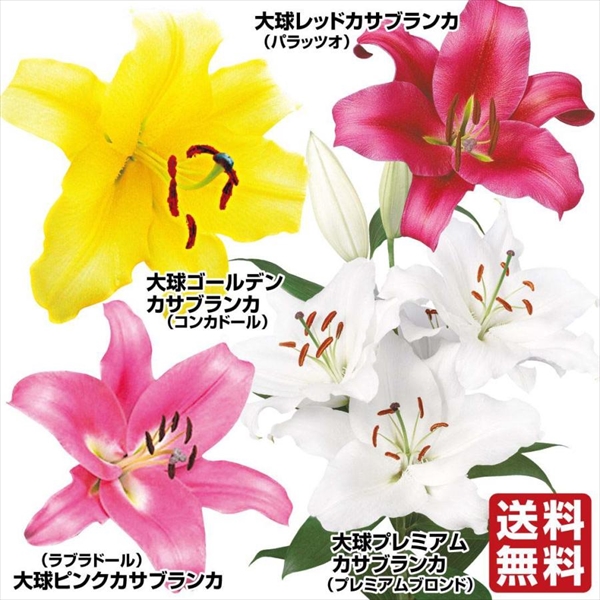 ユリ 球根 オリエンタルリリー 超大人気 大球 カサブランカセット 4種