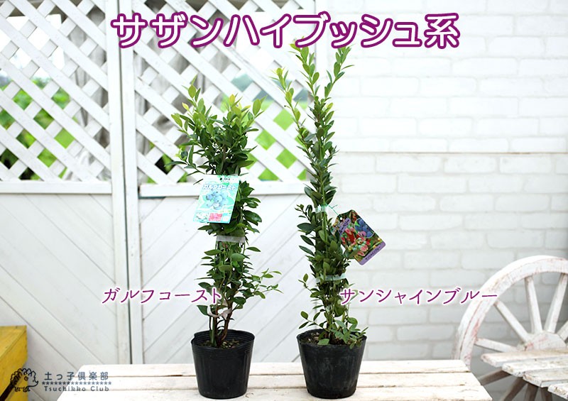 ブルーベリー 苗木 （ 3年生 ） 4.5号ポット苗 【 選べる品種 】 爆買