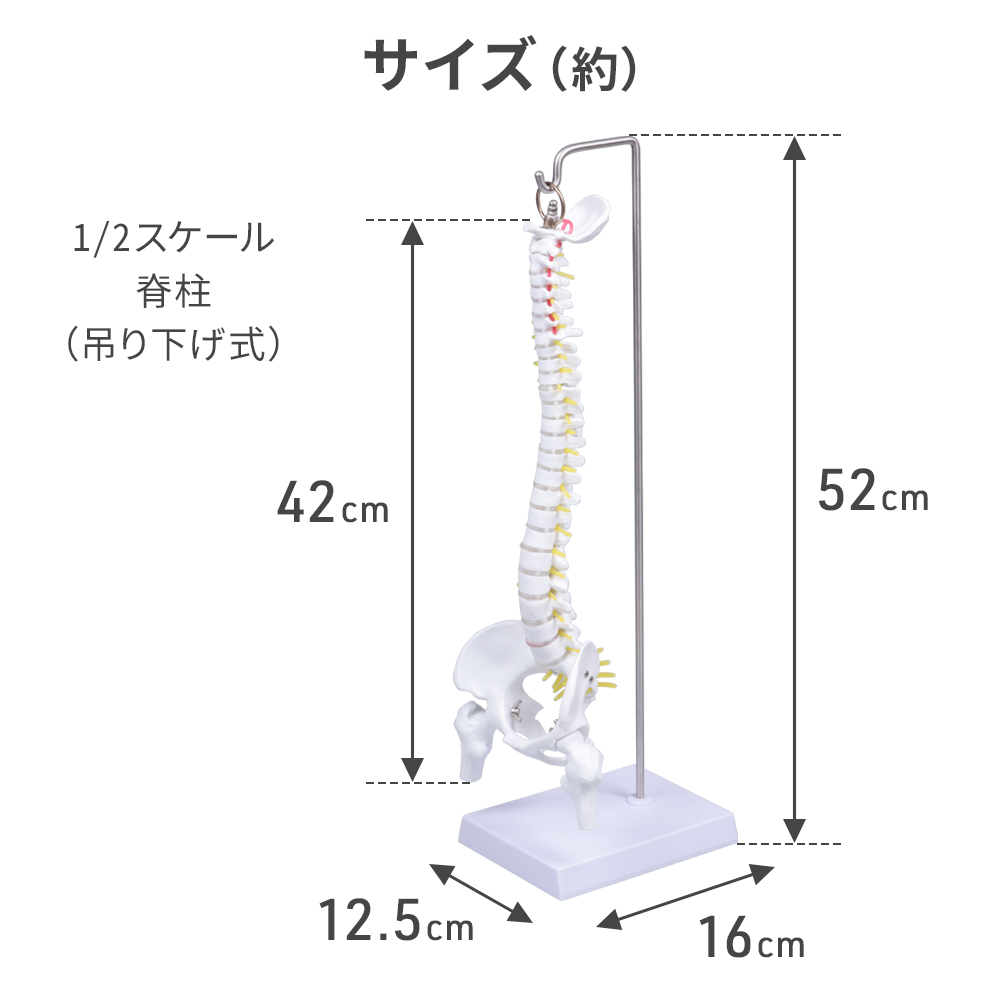 脊椎 模型 曲がる 人体模型 1/2 脊椎骨盤 骨盤 骨 45センチ 脊髄骨盤