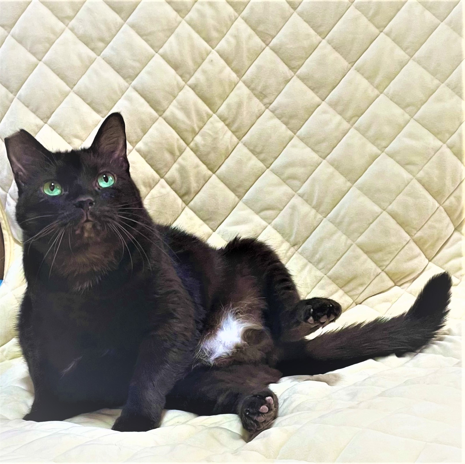 猫千代 0508 猫千代 0508 猫千代 0508 猫千代 0508 ゼクスZ／X】キラ