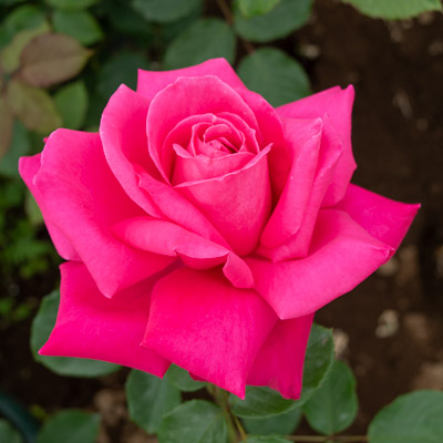 濃いピンク | 篠宮バラ園