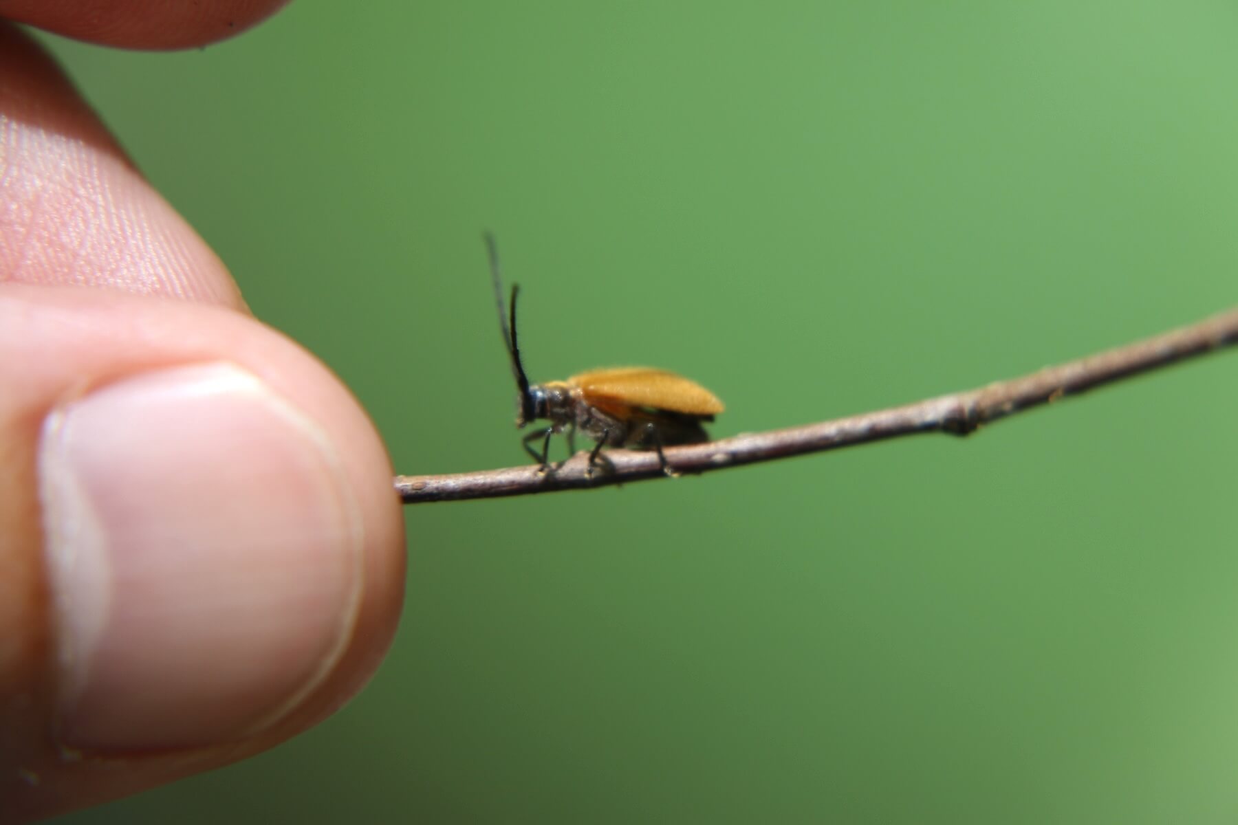 タイ産 大型フトカミキリ 現在入荷皆無 69mm タイ産 大型フトカミキリ