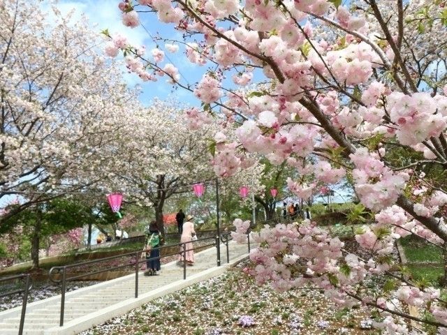 静峰ふるさと公園の桜｜花見特集2026