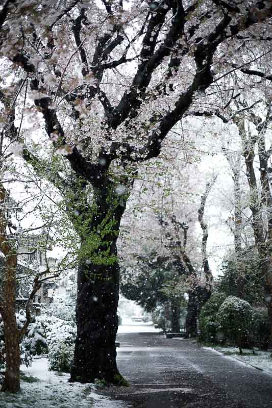 キヤノンEF50mm F1.8 STM【使用レビュー】神コスパの単焦点レンズ