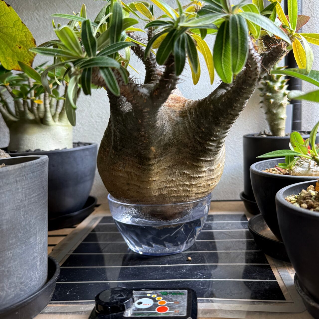 発根管理中のグラキリスに緊急事態発生！そして土耕から水耕へ