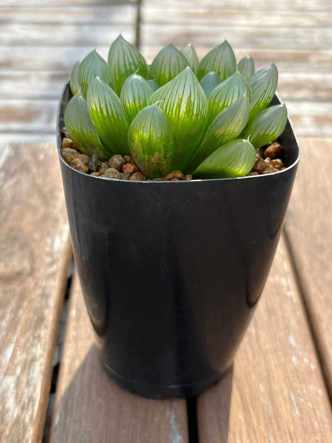 ブラックオブツーサ錦✖️白蛇伝】ハオルチア属 ○成長記録○ | みどり