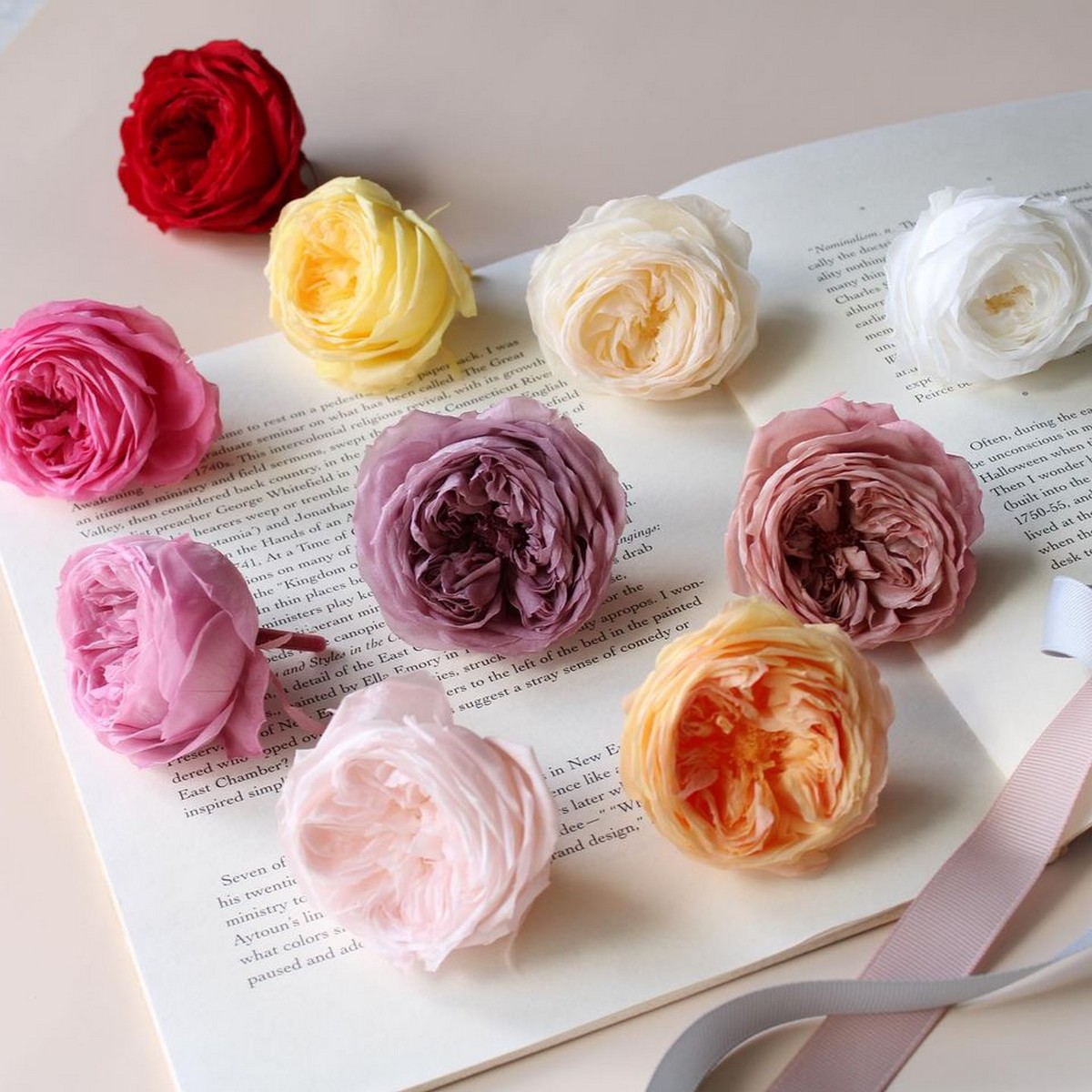 プリザーブド】大地農園/ローズ・エレナ 6輪 白/02470-011 - 花材通販