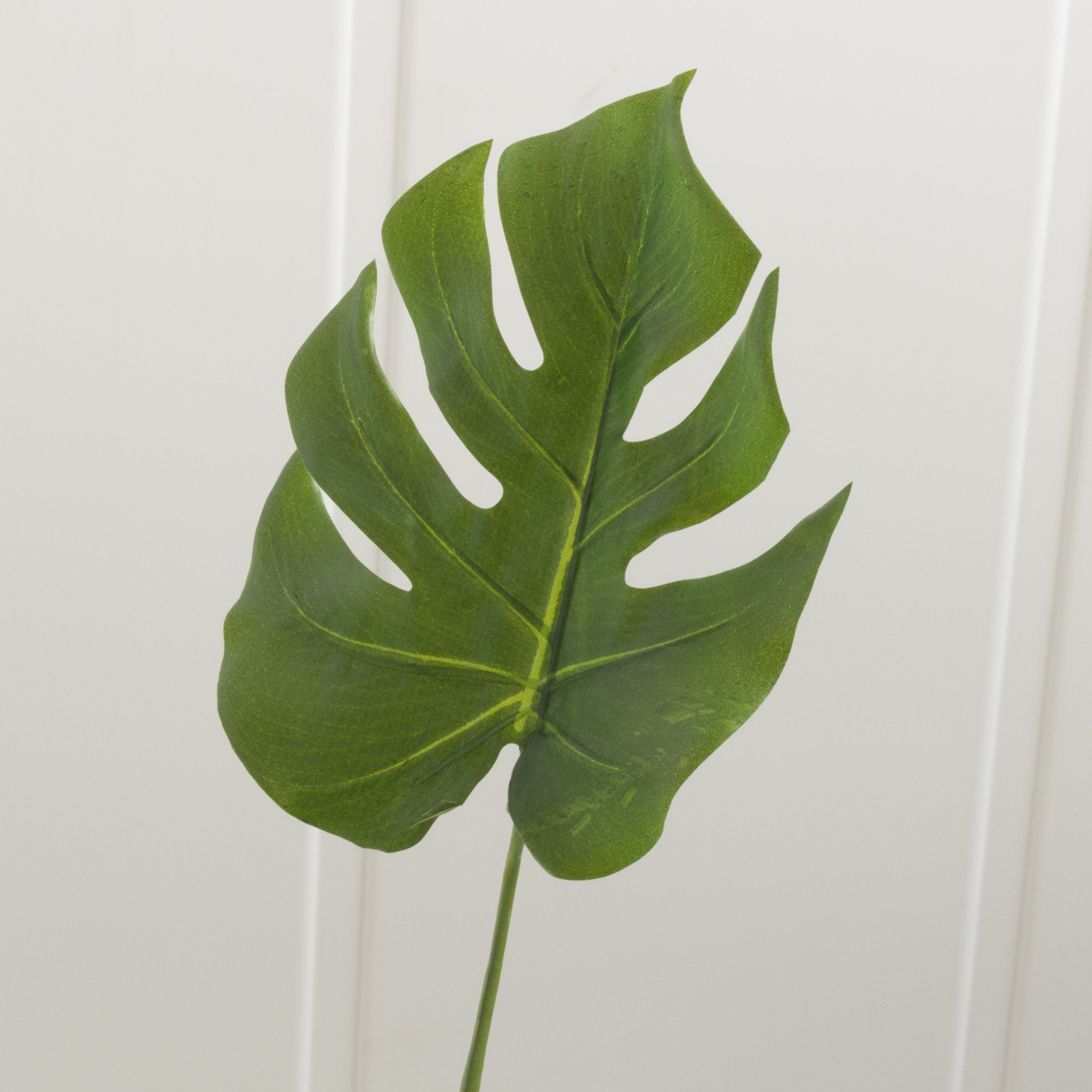 三*ん様 L029 モンステラ デリシオーサ 黄金葉 ゴールドリーフ