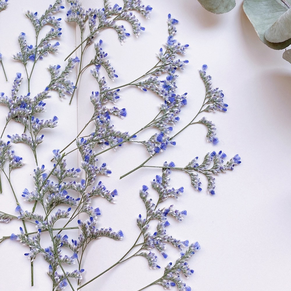 即日☆【ドライ】m flowers/押し花 スターチス ブルーファンタジア