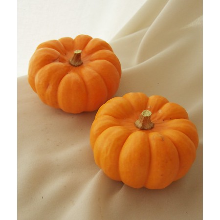 生花/即納】《ハロウィンカボチャ》☆ミニパンプキン(オレンジ)ケース