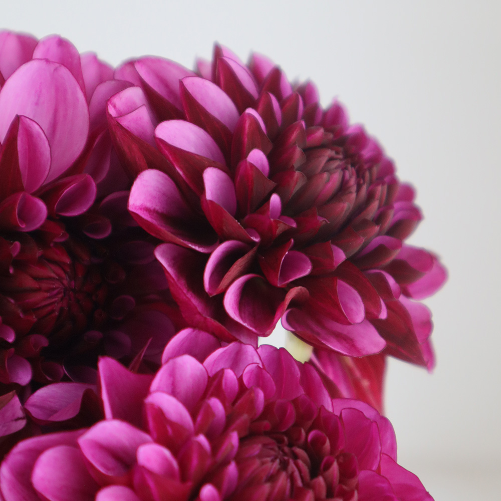 直前】ダリア NAMAHAGE REIWA(パープル-ピンク系) - 花材通販はなどん