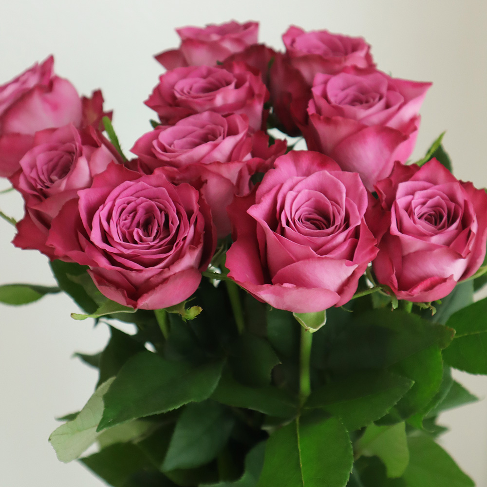 直前!!】バラ ヤギパープル(紫) - 花材通販はなどんやアソシエ