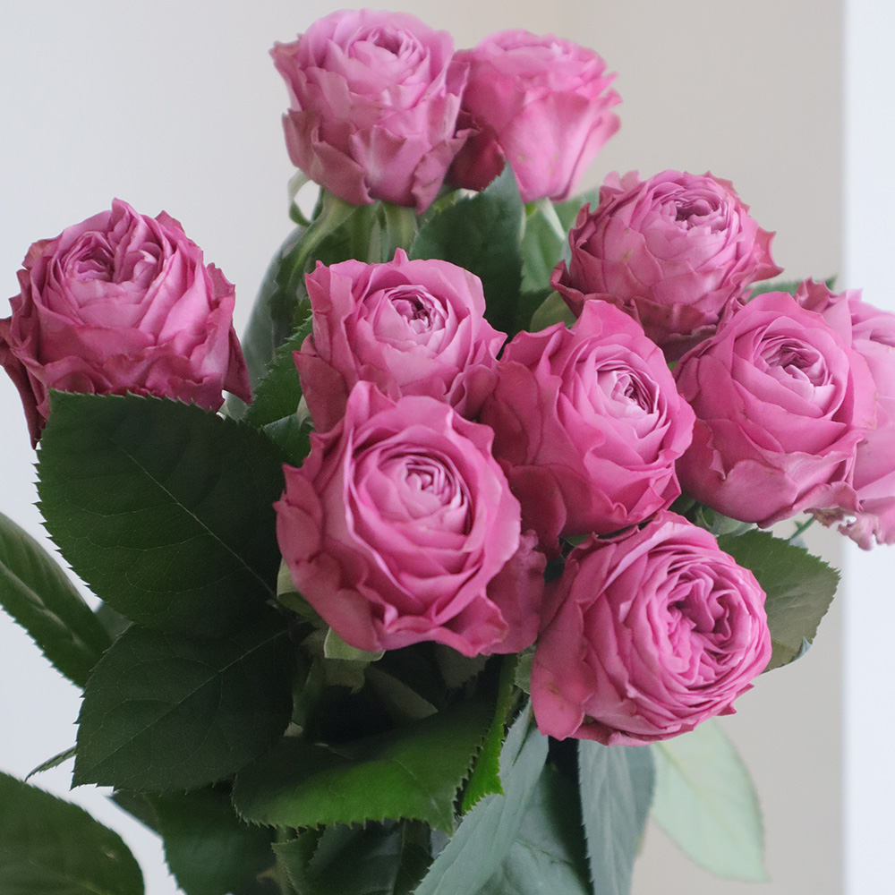 08直前!FJ】バラ ネイビー(紫系)50cm程度 JA大井川 - 花材通販はなどん