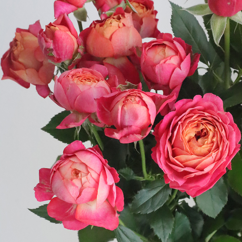 生花】SPバラ みちくさ(コーラル〜オレンジ茶系) ローズマート出荷組合