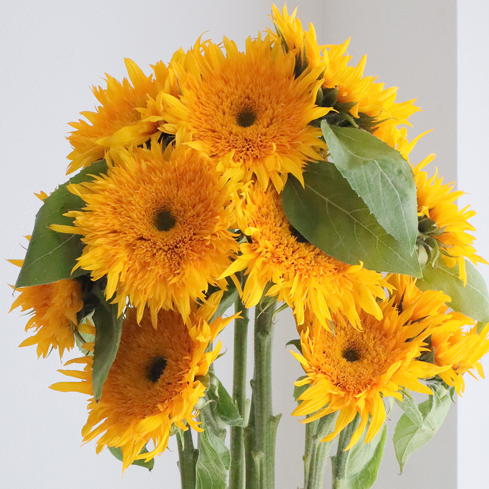 生花】ヒマワリ マヤダブル、東北八重など(オレンジ八重系)7～10cm前後