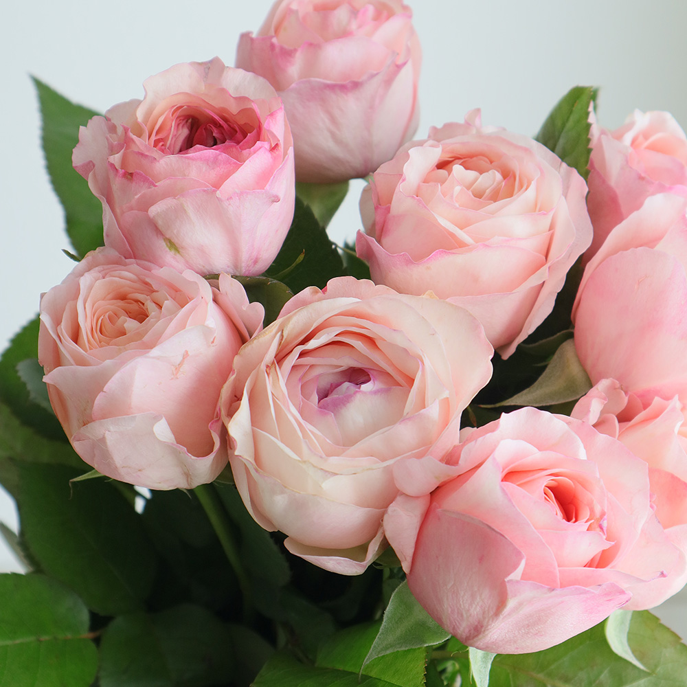 生花】バラ アンジェリークロマンチカ(ピンク)□今週のオトク【IT-23