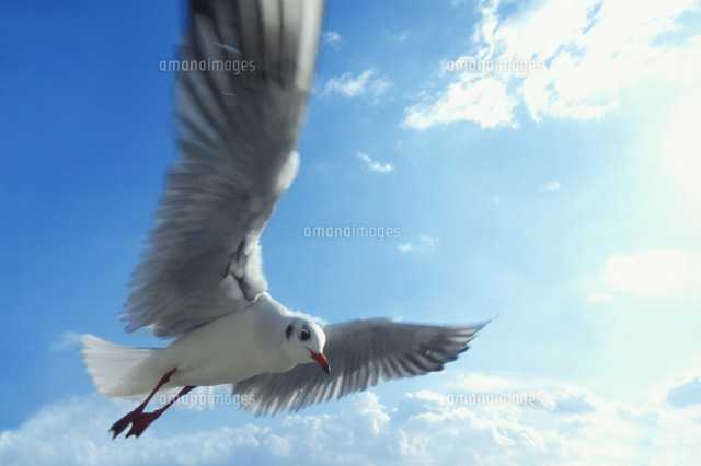 空を飛ぶ鳥[22879000577]の写真・イラスト素材｜アマナイメージズ