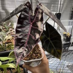 福*井様 希少 アロカシア ブラックサタンピンクボーン 芋 - メルカリ