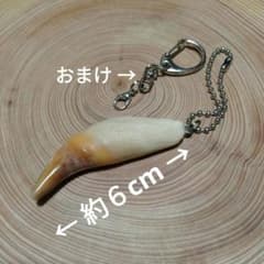 熊牙キーホルダー②約6 cm ツキノワグマの牙 月の輪熊 魔除け 災難
