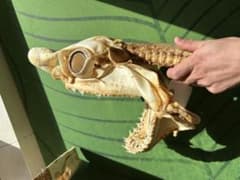 ネズミザメ 頭骨標本(サメ骨格) - メルカリ