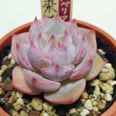 メルカリ便】 桃染華 ミックスベリア 多肉植物 おらいさん苗 - メルカリ