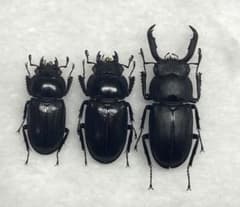 修理品 アマミシカクワガタ ペア 標本 昆虫標本 クワガタ アマミシカ