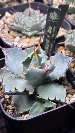 2026年最新】屈原の舞扇 ハイブリッドの人気アイテム - メルカリ