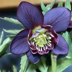 2026年最新】クリスマスローズ 雅の人気アイテム - メルカリ